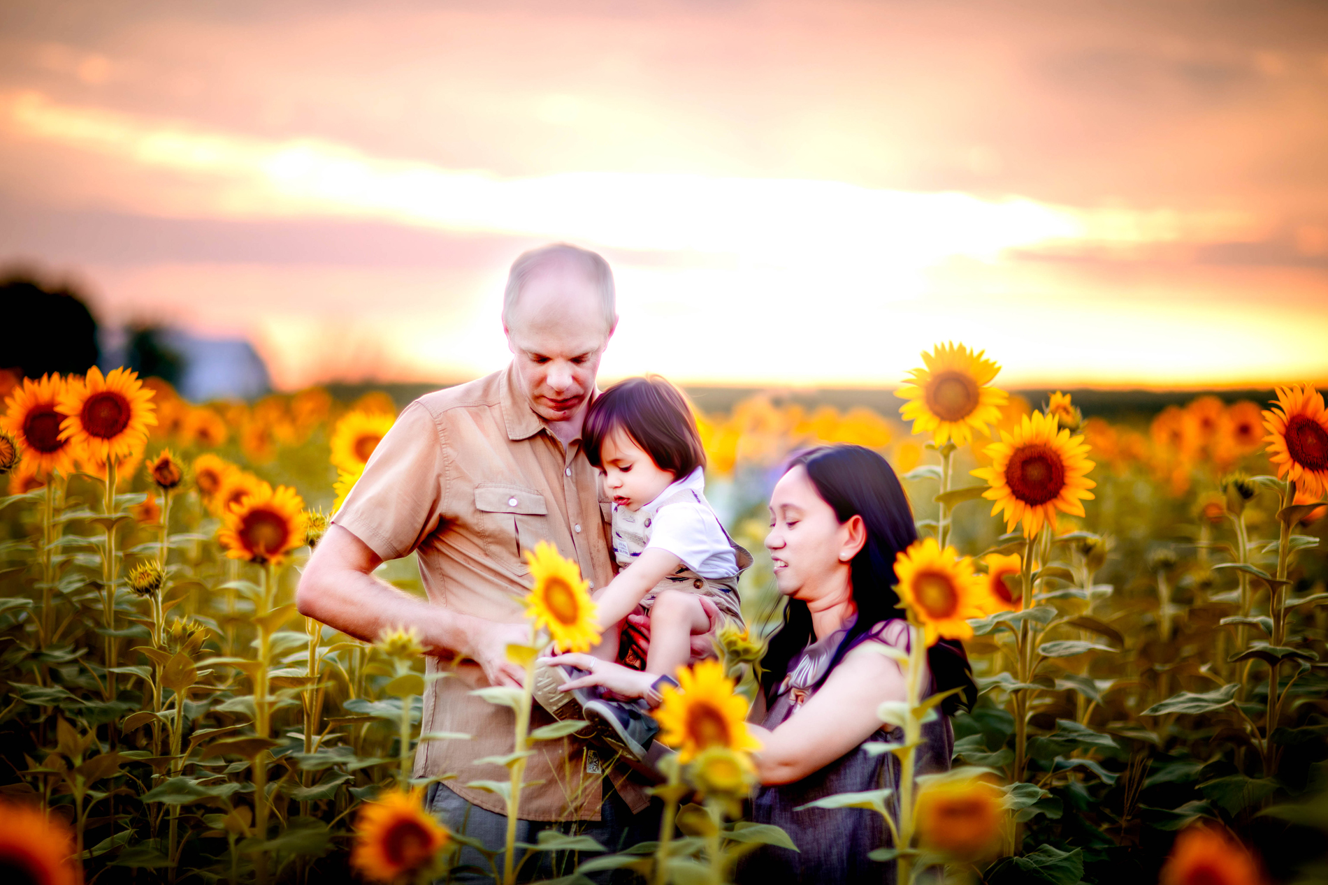 Family Photographer, Dad holds baby and Mom is also draws close in a field of sunflowers